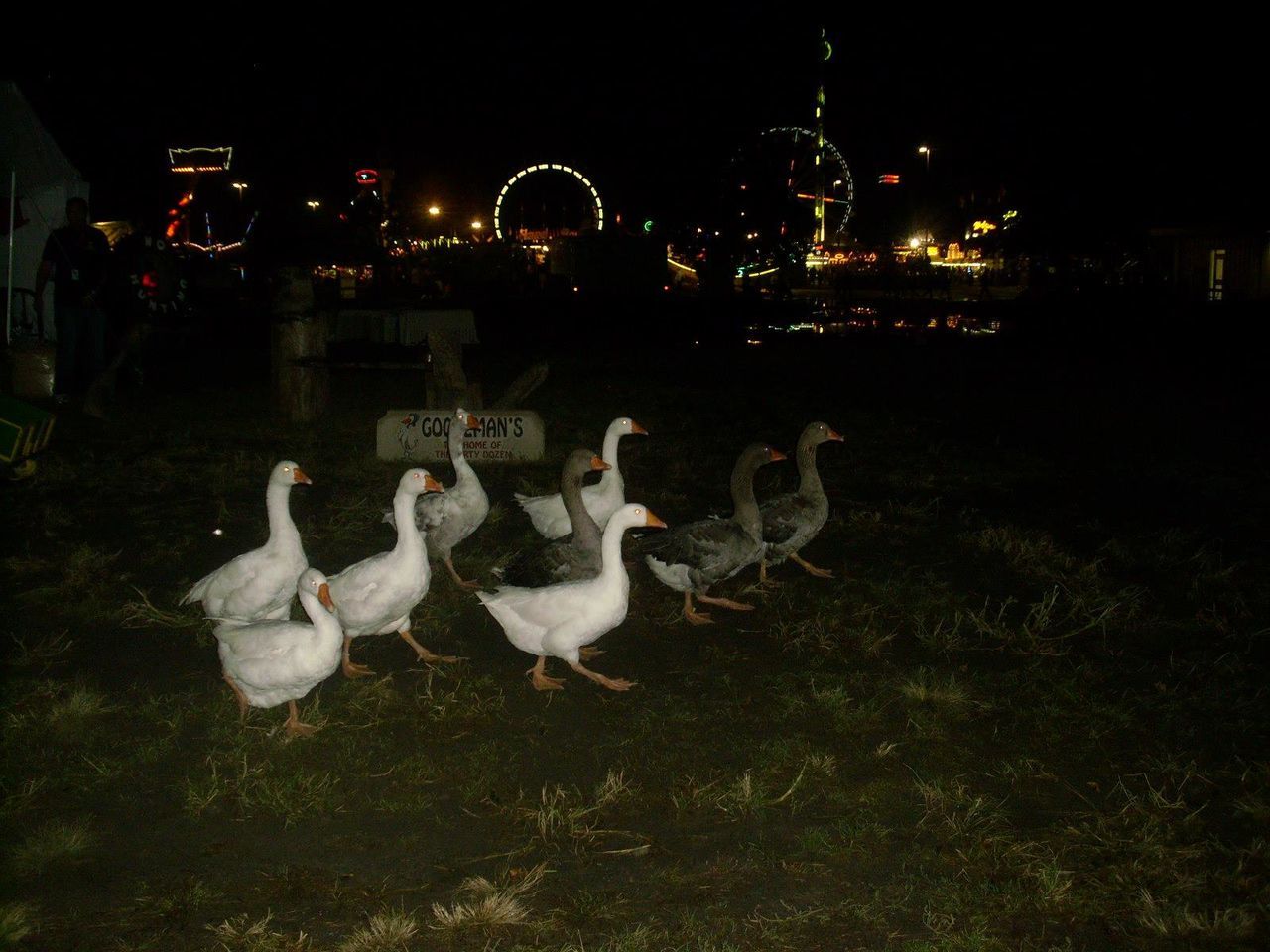 Geese on field at night