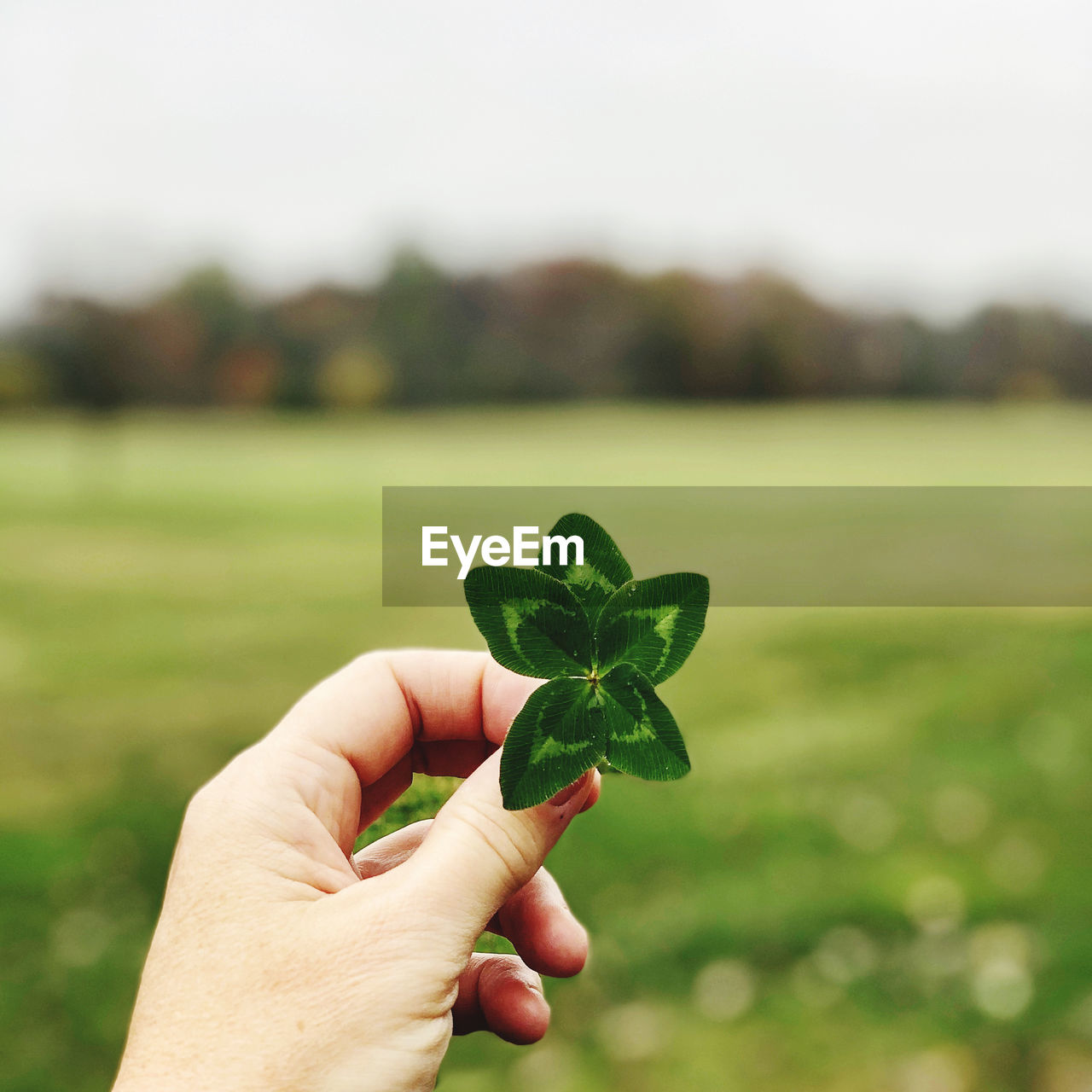 Five leaf clover hand picked in mid west field.  