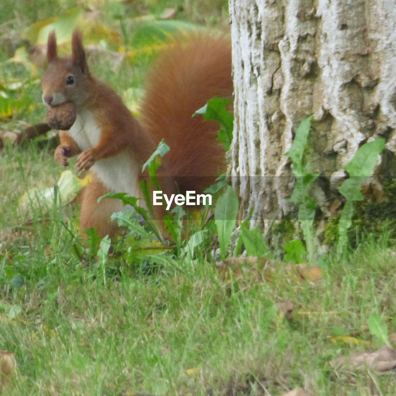 VIEW OF SQUIRREL ON TREE