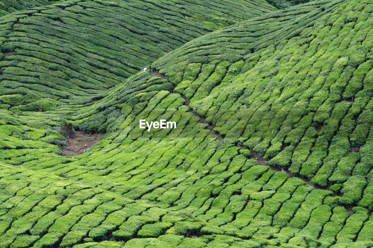 Full frame tea plantation