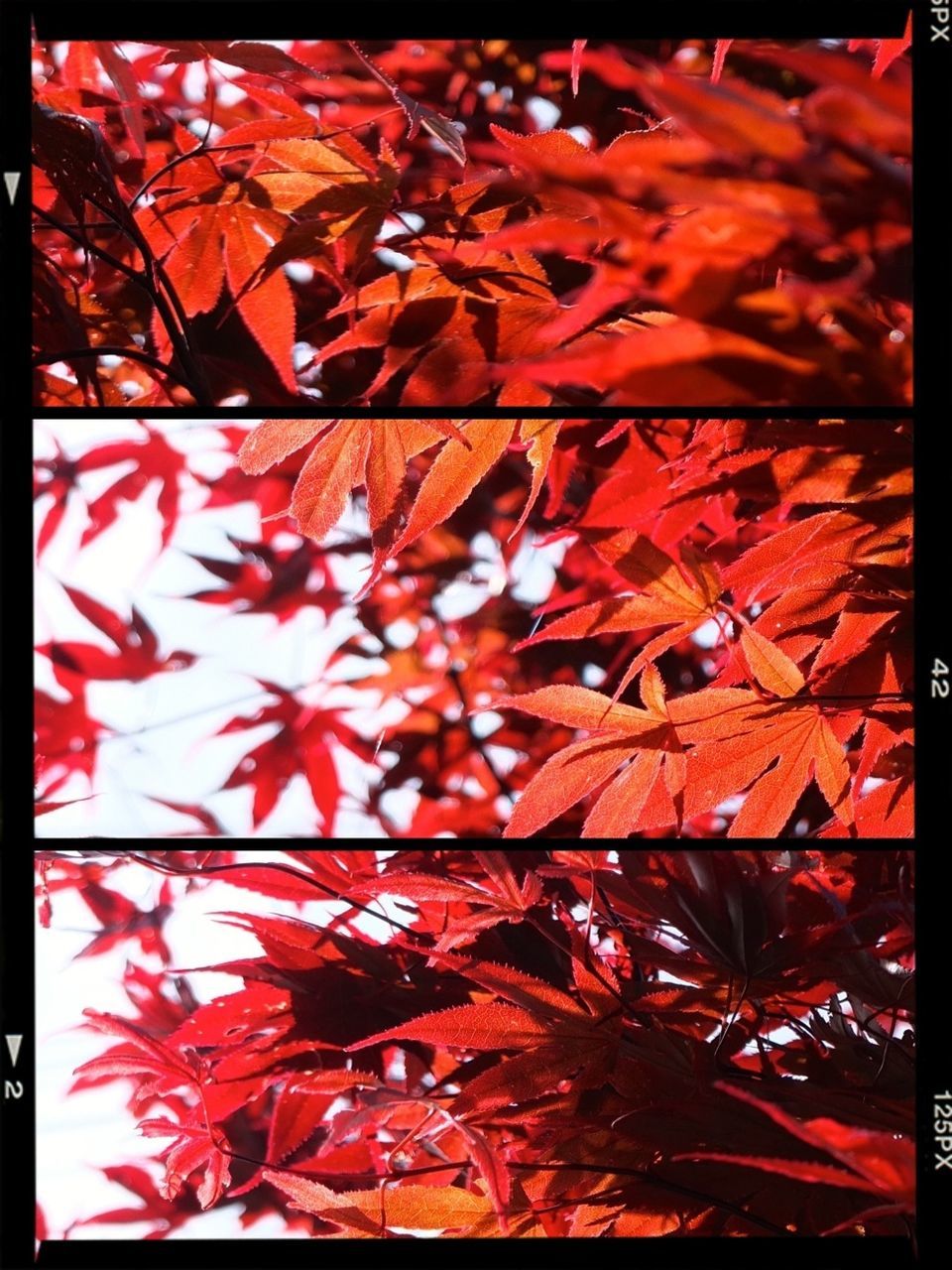 FULL FRAME SHOT OF RED LEAVES