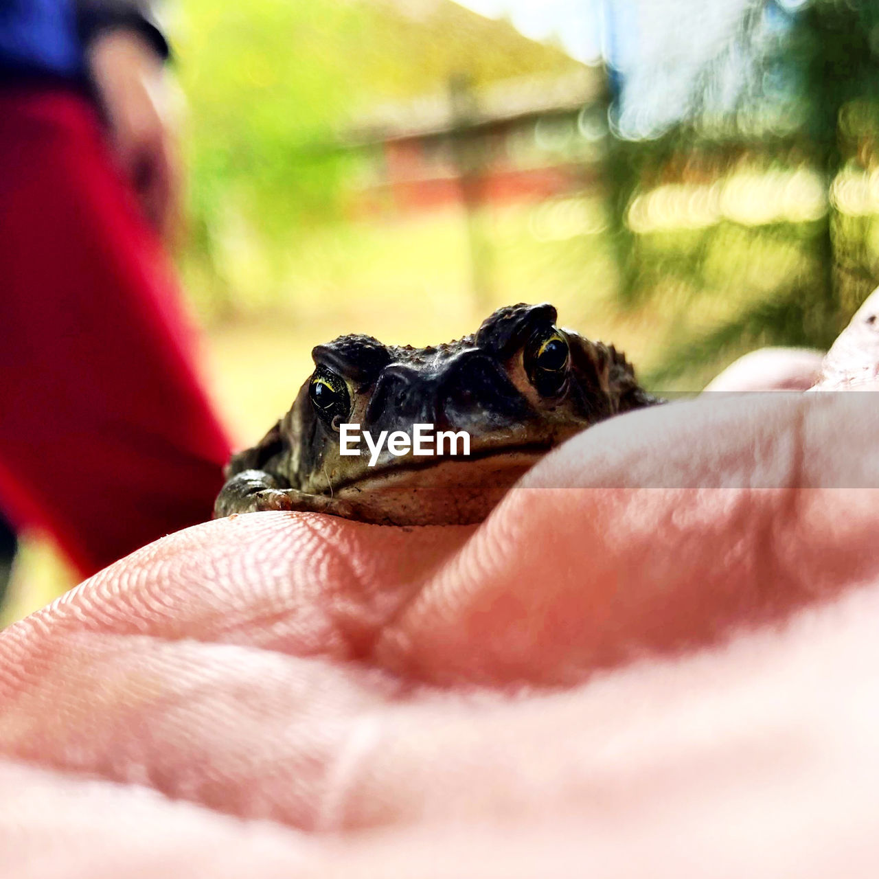 animal themes, animal, one animal, hand, reptile, one person, animal wildlife, holding, wildlife, pet, close-up, day, selective focus, young animal, finger, nature, adult, outdoors, lizard, domestic animals, animal body part, exotic pets, macro photography, frog