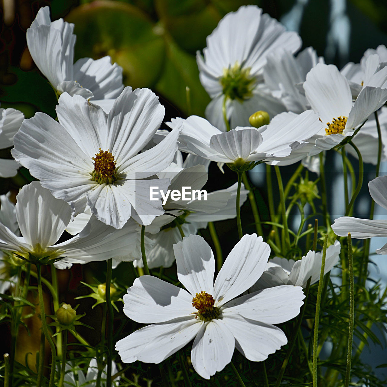 WHITE FLOWERING PLANTS