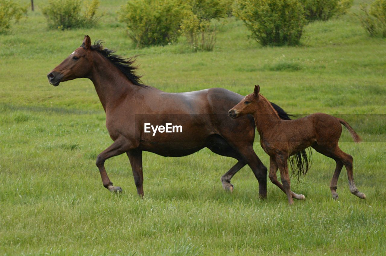 Horse and foal running on grassy field