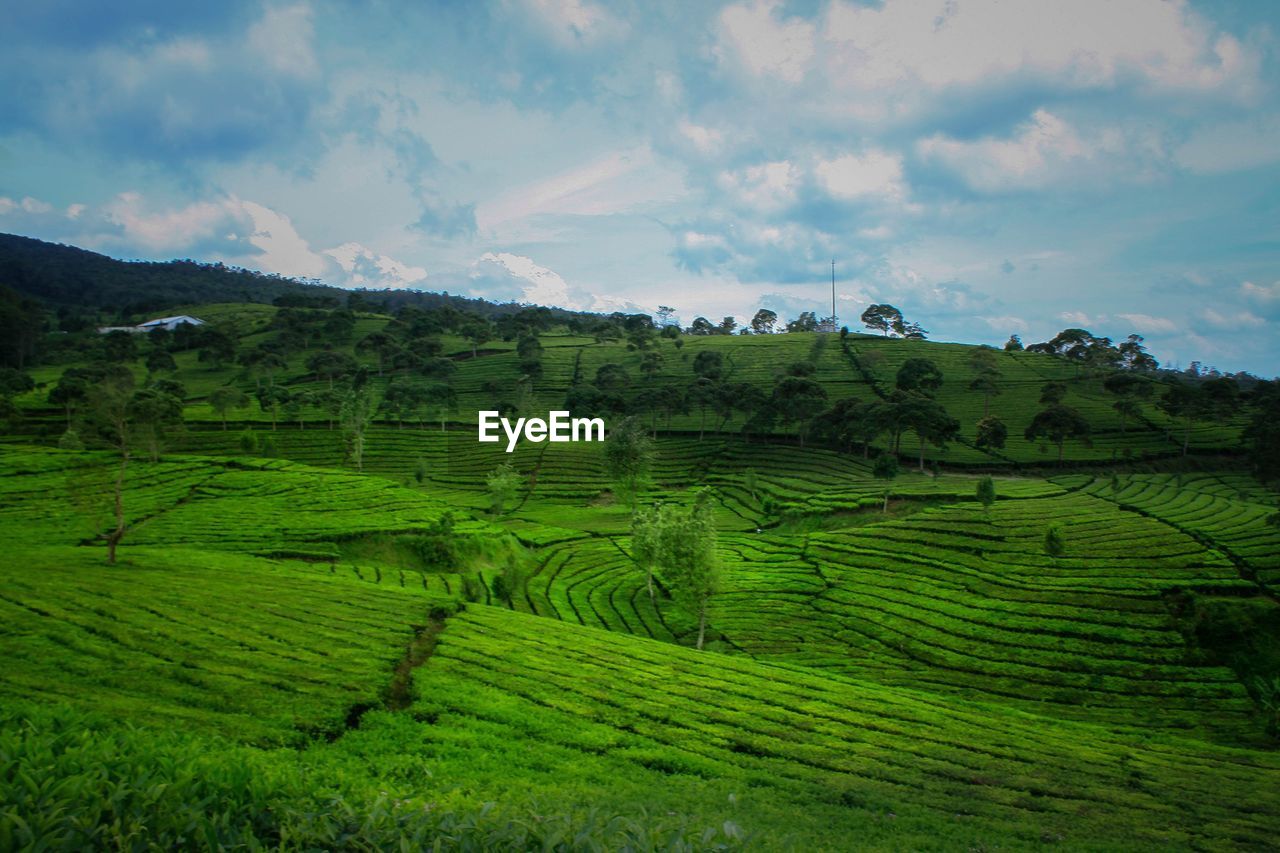 SCENIC VIEW OF FARMS AGAINST SKY