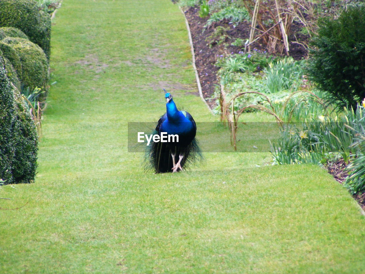 PEACOCK ON FIELD