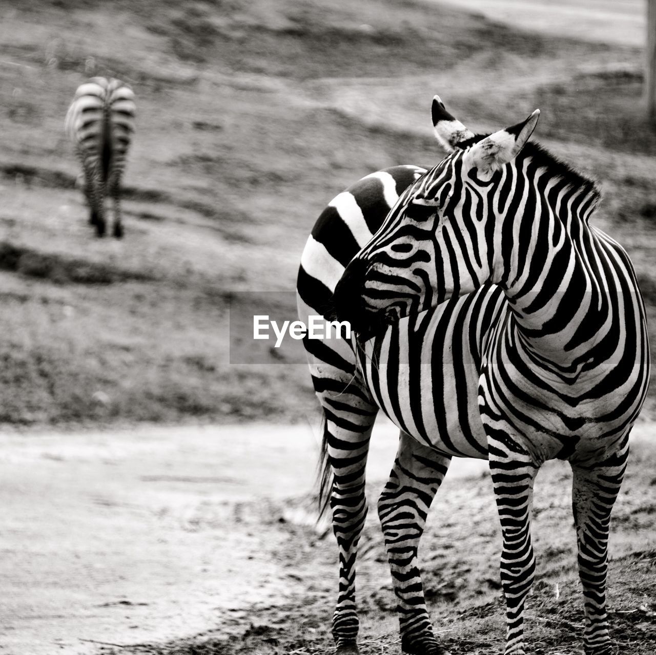 ZEBRAS STANDING ON GRASSLAND