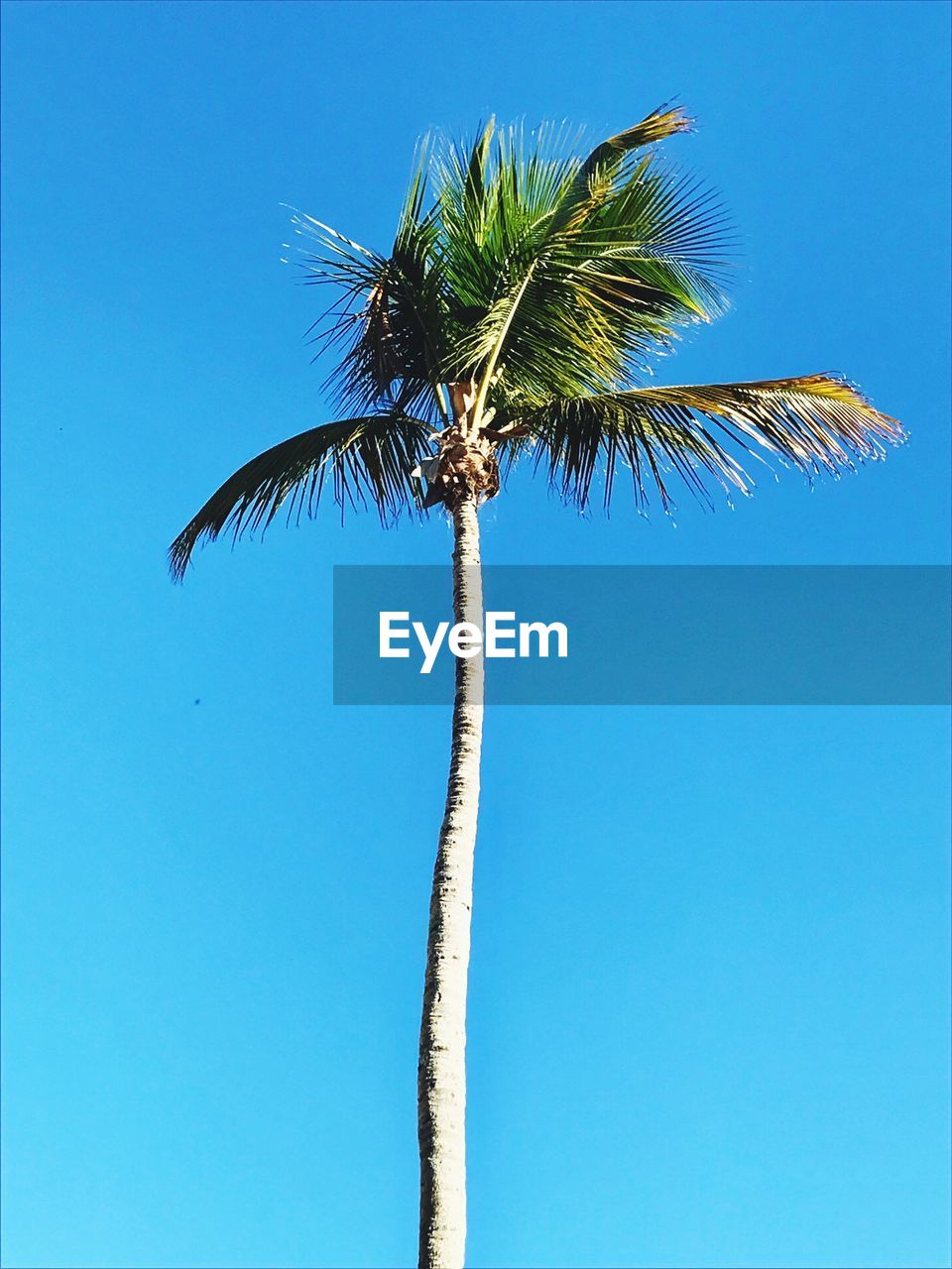 LOW ANGLE VIEW OF TREE AGAINST BLUE SKY