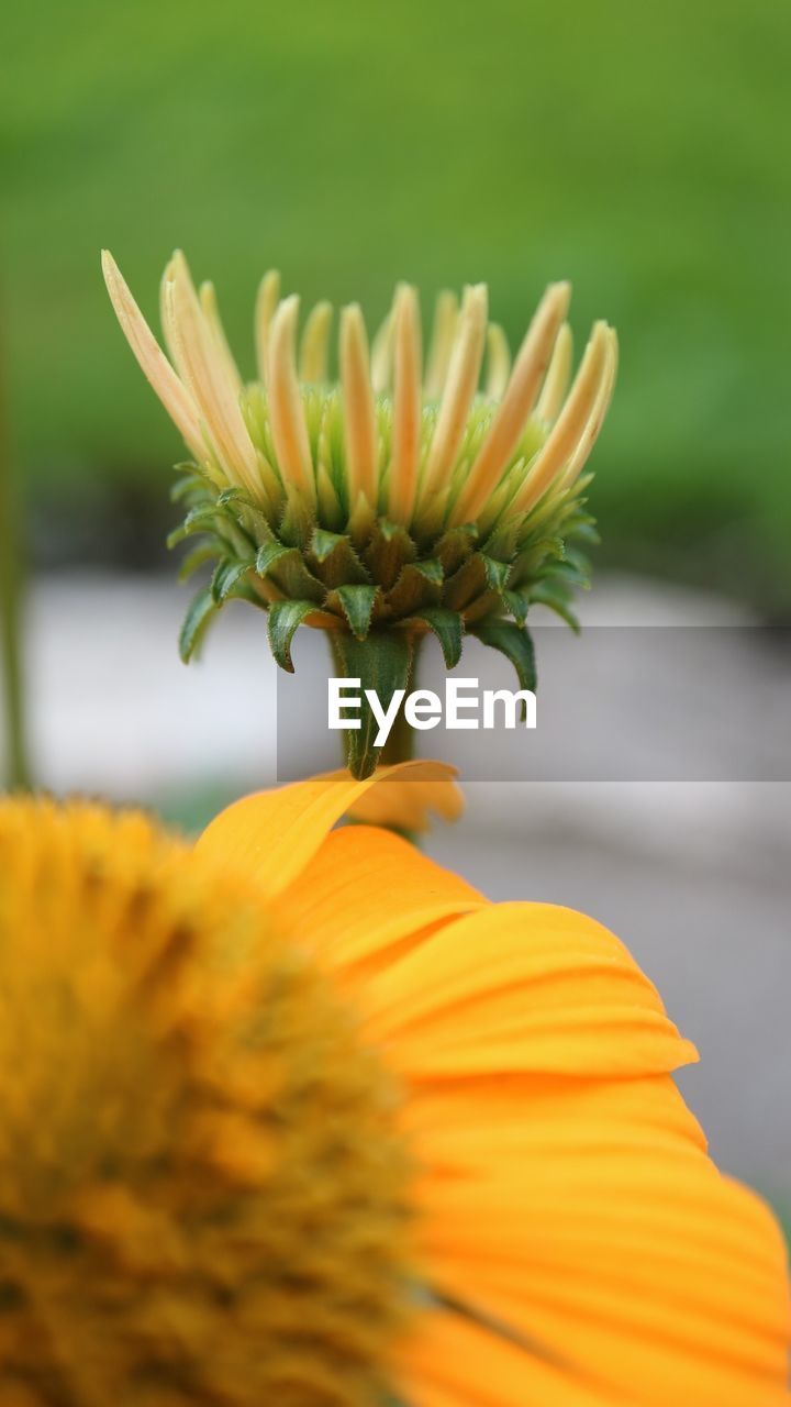 Close-up of yellow flower