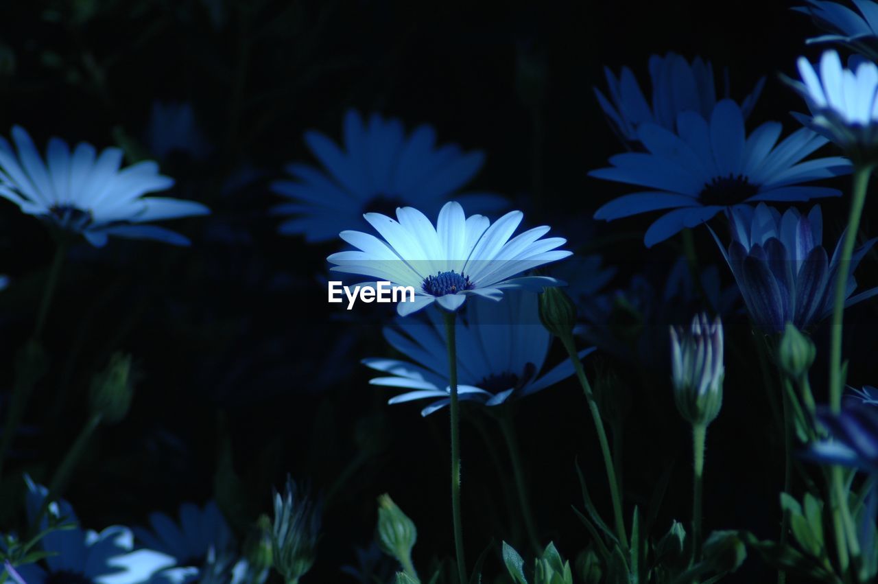 Beauty Beauty In Nature Nature No People Idyllic Plant Sunlight Blossom Garden Flower Light Blue EyeEm Selects Inspired By: Stranger Things Halloween Colors Reworked