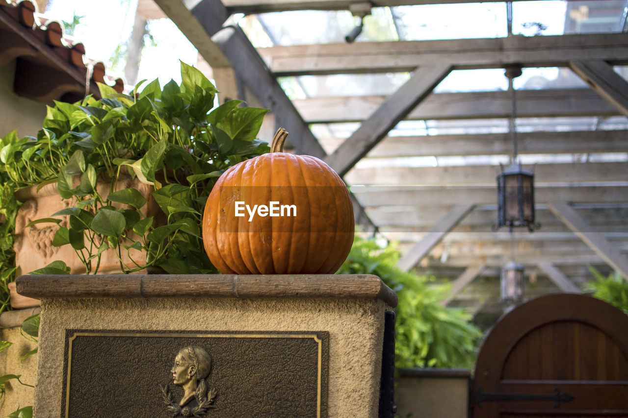 CLOSE-UP OF PUMPKIN ARRANGED ON WOODEN FLOOR