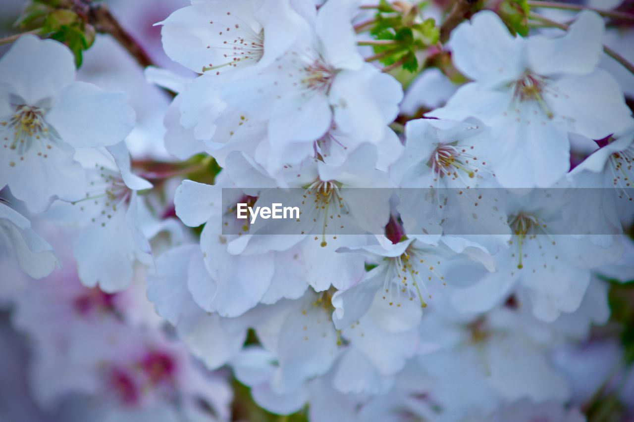 CLOSE-UP OF WHITE FLOWERS BLOOMING OUTDOORS