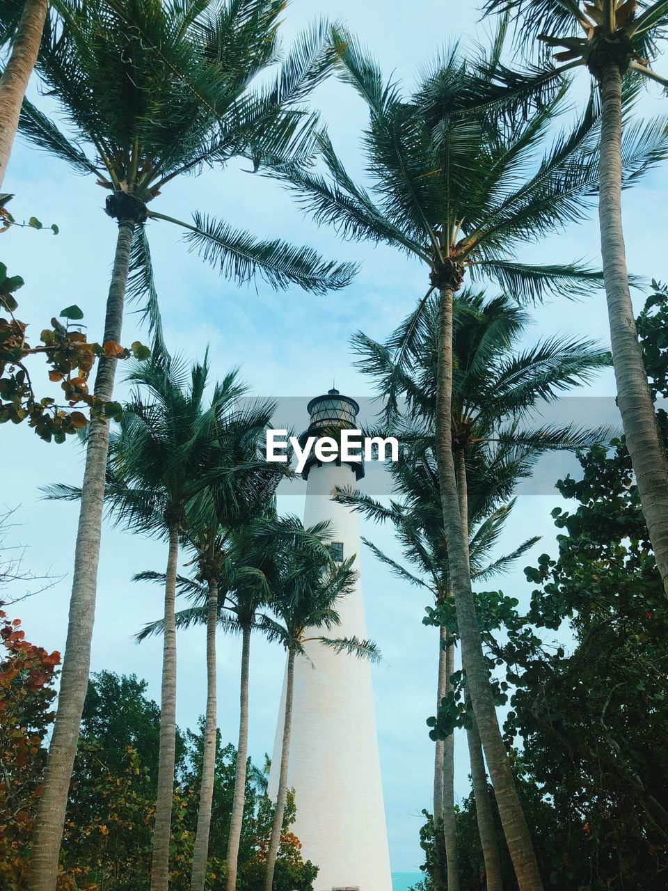 LOW ANGLE VIEW OF PALM TREE AGAINST SKY