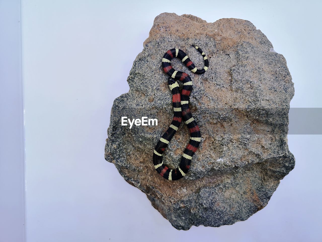 CLOSE-UP OF AN ANIMAL ON ROCK