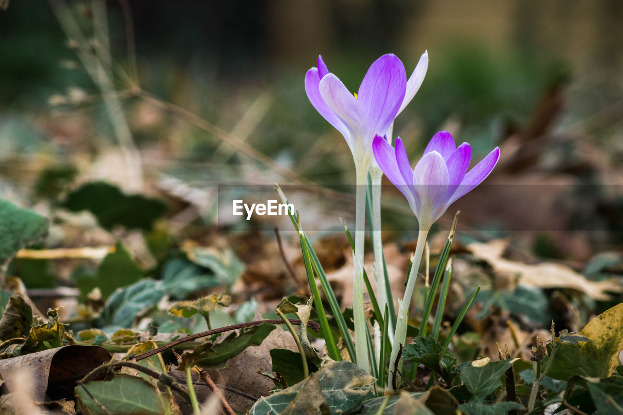 Close-up of purple crocus flowers on field