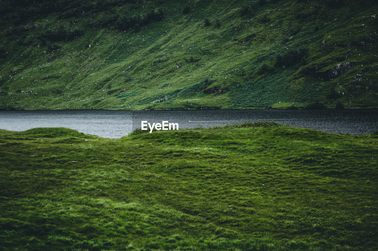 SCENIC VIEW OF FIELD AND GRASS