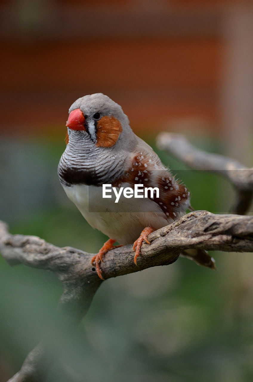 Close-up of bird 