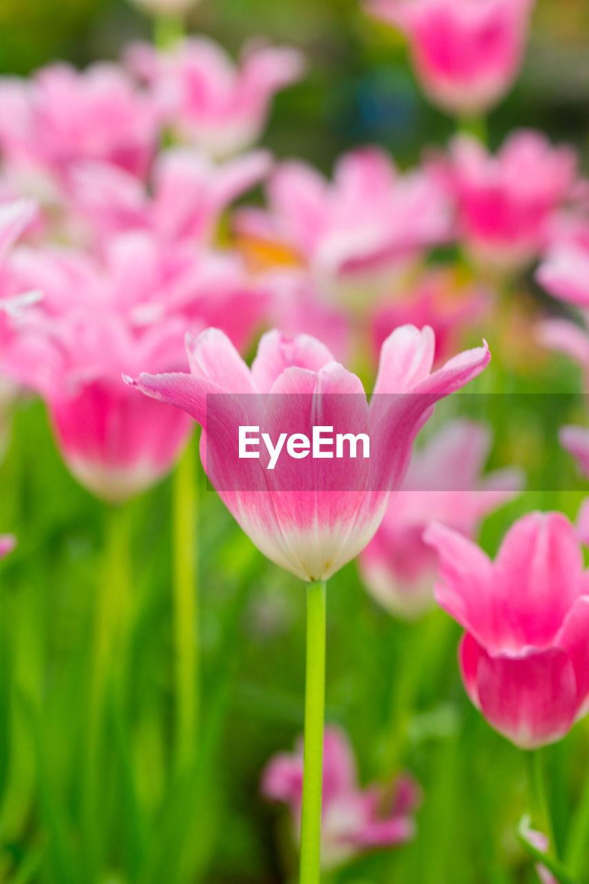 Close-up of pink tulips on field