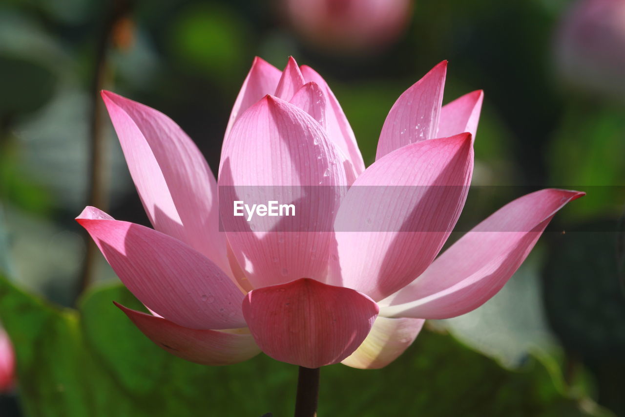 Close-up of pink  lotus