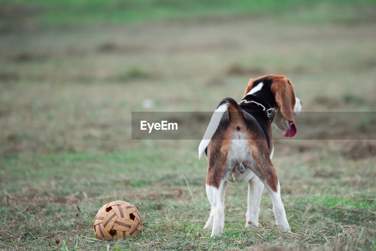 View of a dog on field