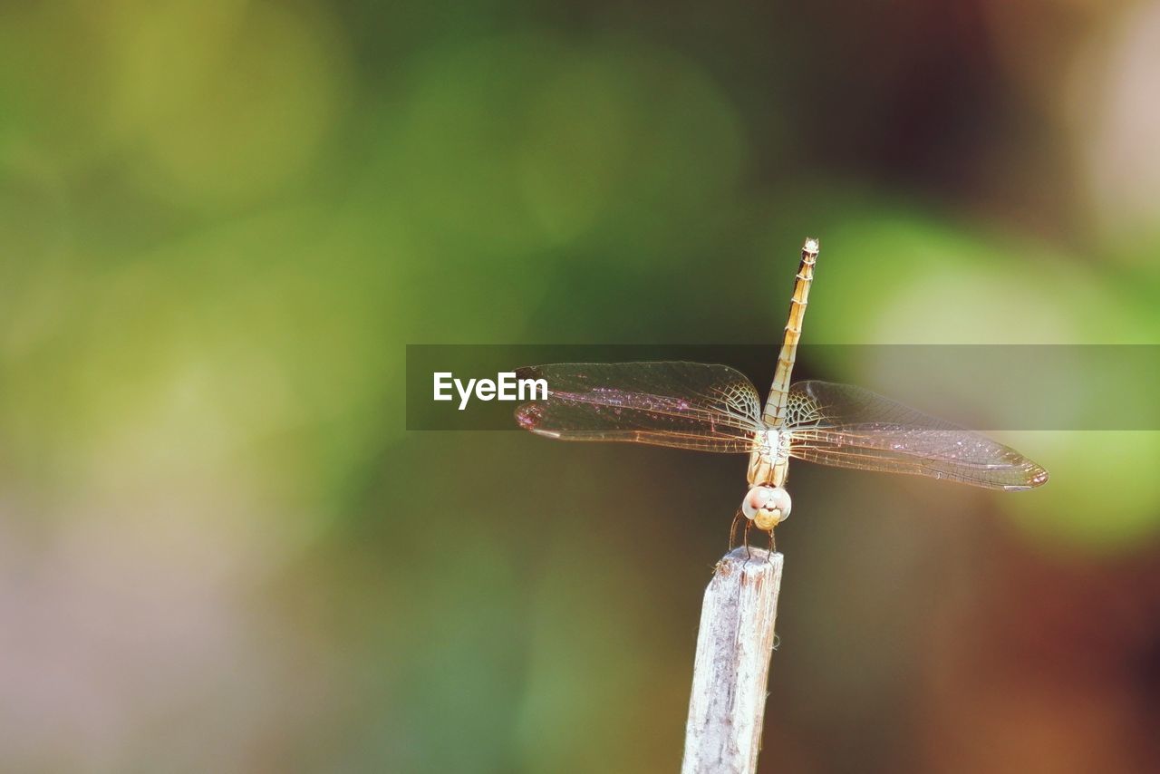 CLOSE UP OF DRAGONFLY