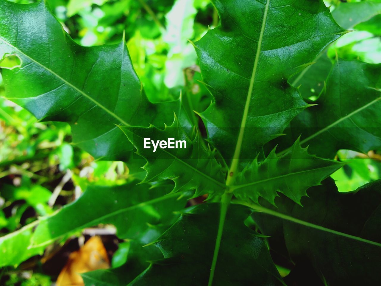 Close-up of fresh green plant