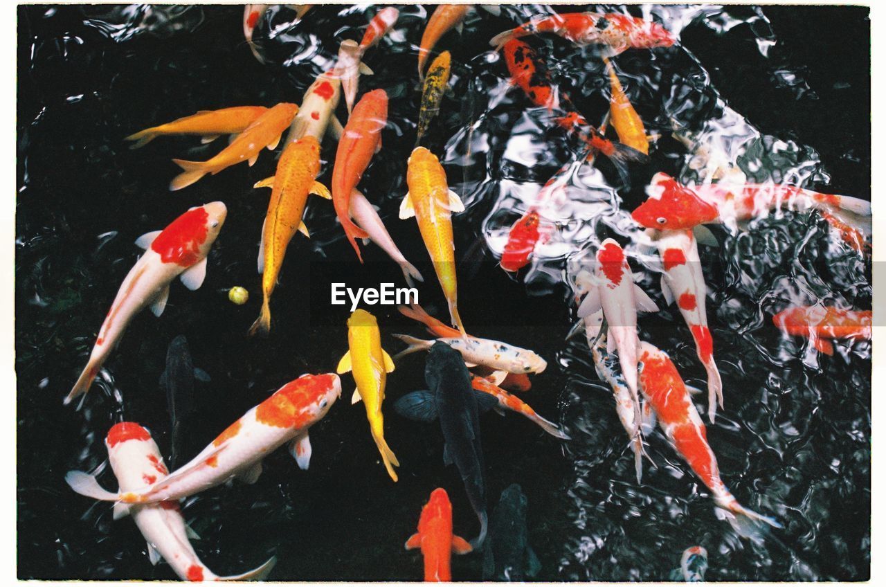 HIGH ANGLE VIEW OF KOI CARPS IN POND