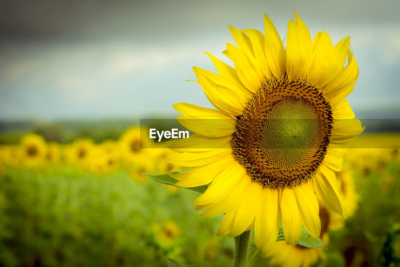 CLOSE-UP OF SUNFLOWER ON FIELD