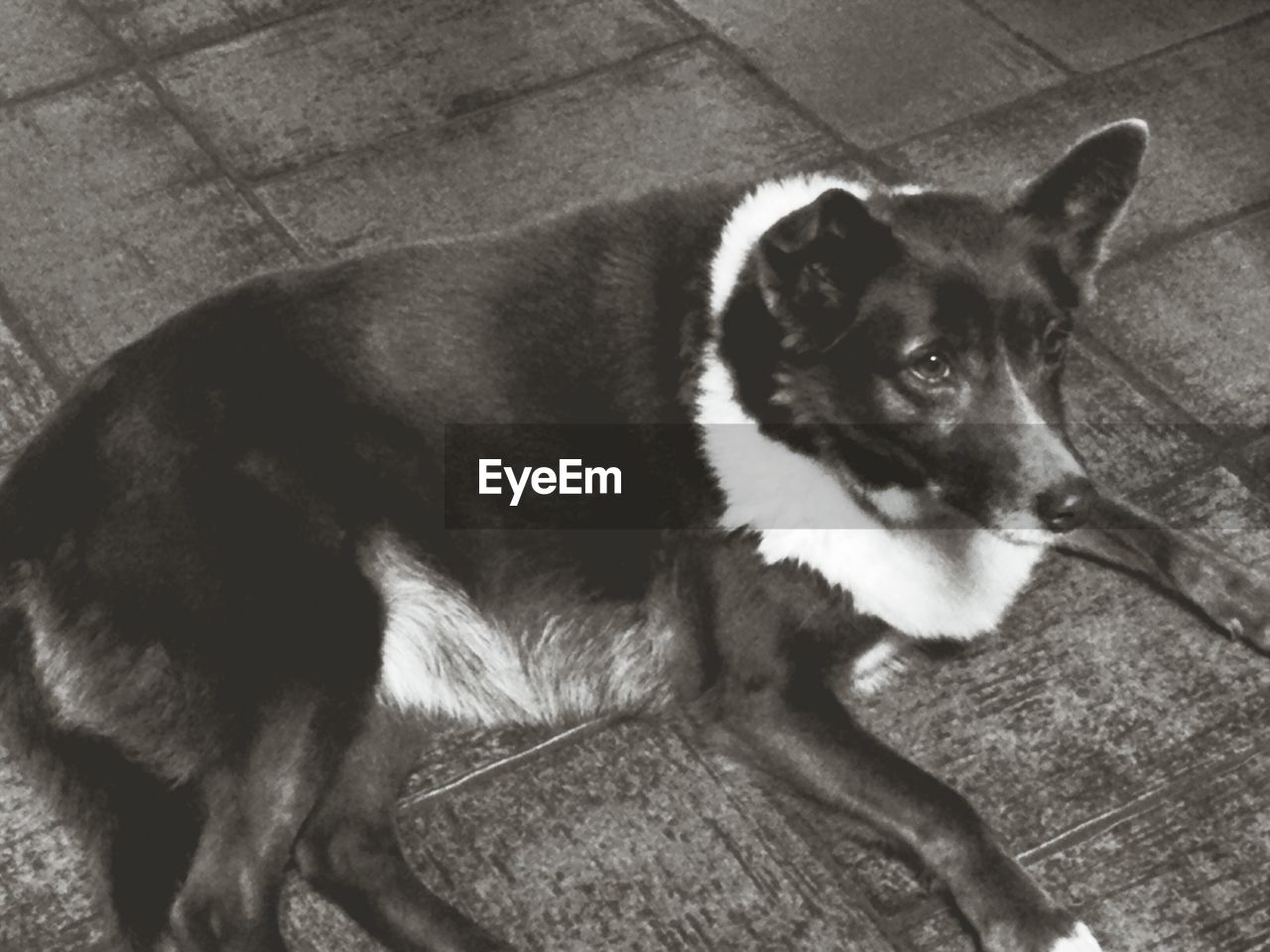 PORTRAIT OF DOG