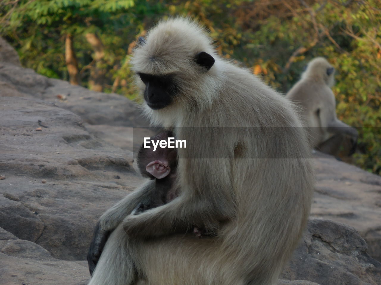 MONKEY SITTING ON STONE