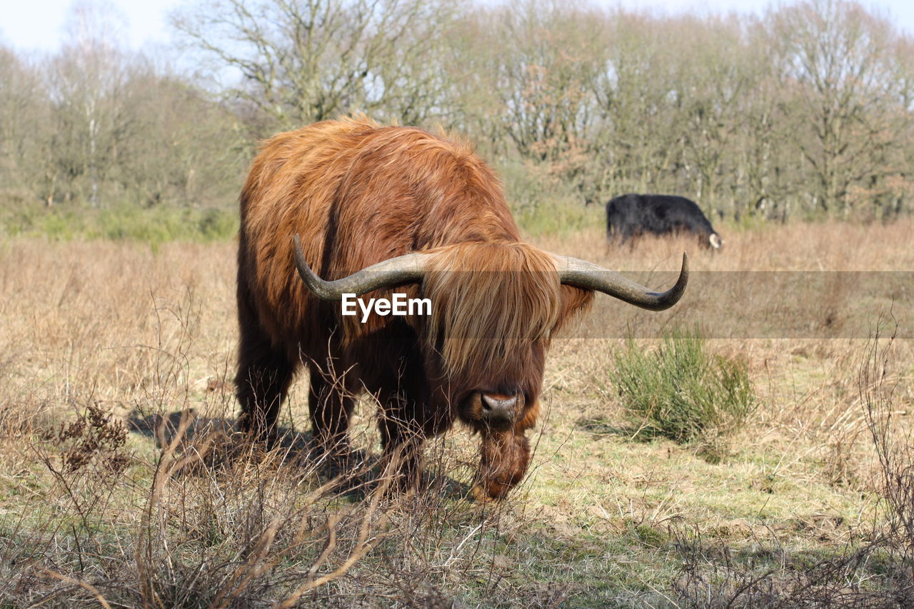 COW IN FIELD