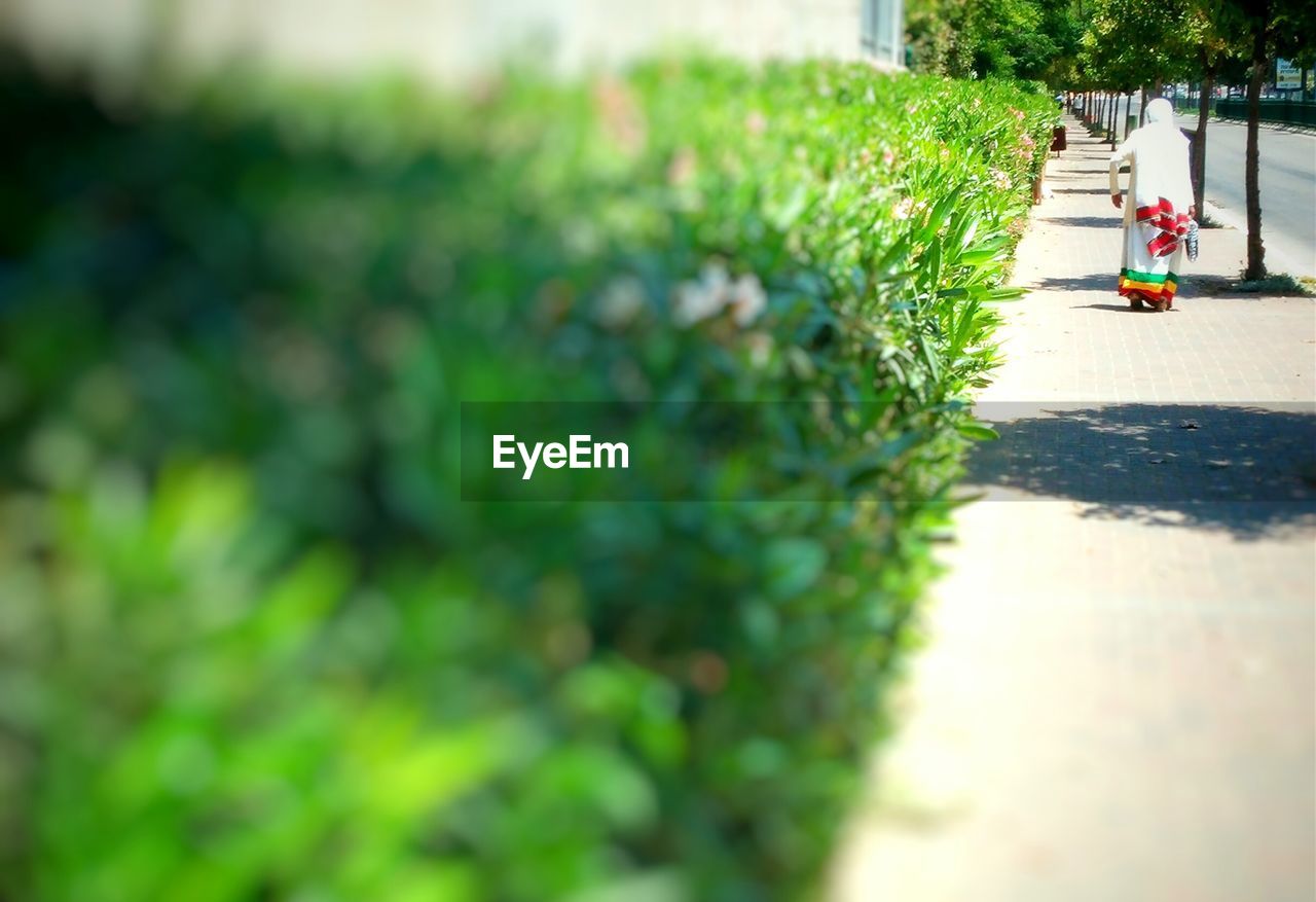 Empty walkway by blurred plants