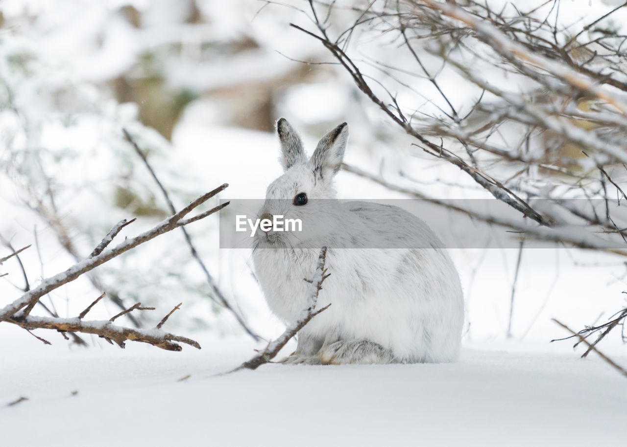 Snowshoe hare along the skyline trail on a winter morning, cape breton highlands