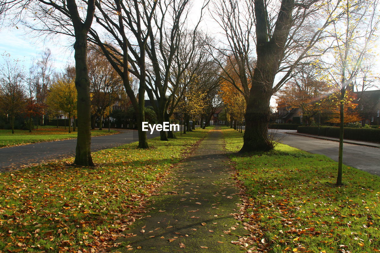 Empty road along trees in park