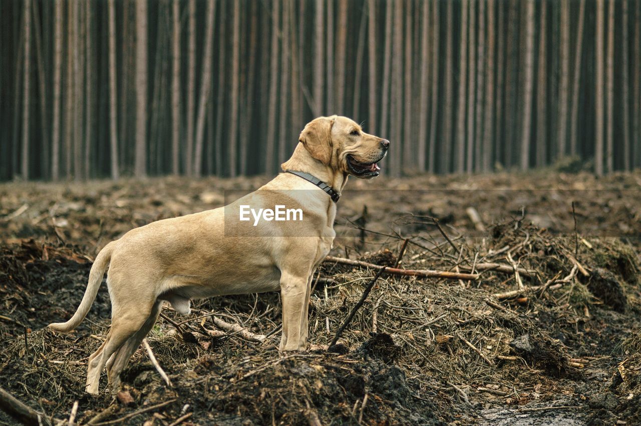 Labrador retriever standing in forest