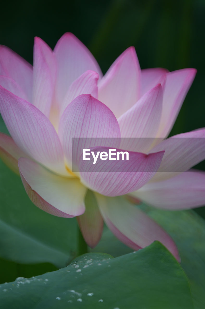 flower, aquatic plant, flowering plant, plant, beauty in nature, freshness, water lily, proteales, leaf, pink, close-up, petal, lotus water lily, plant part, nature, pond, inflorescence, flower head, fragility, lily, water, no people, macro photography, green, growth, outdoors, blossom, plant stem, springtime, focus on foreground