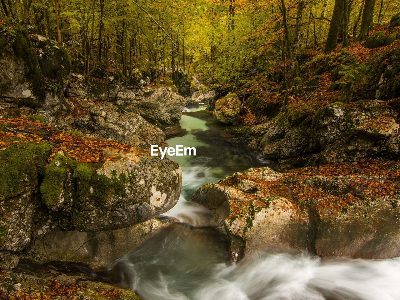 Mountain river in autumn at triglav national park in slovenia with fall colors