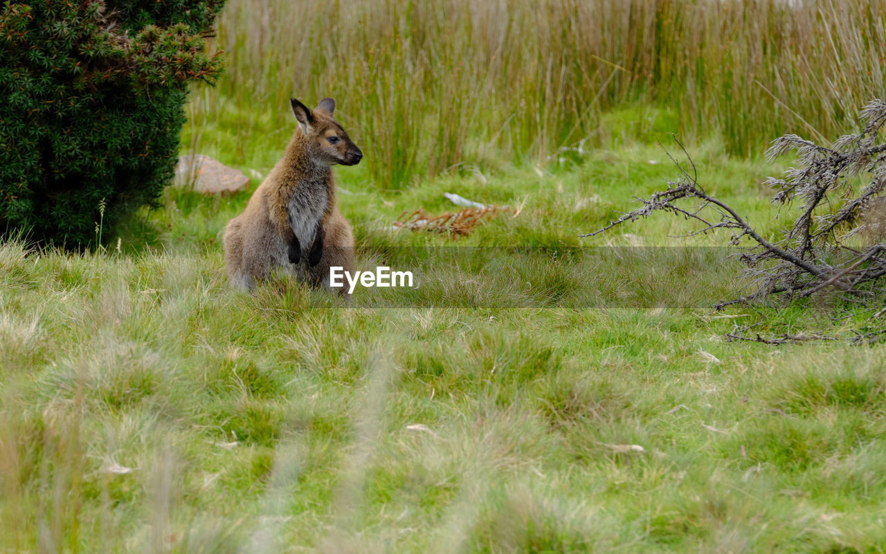 SQUIRREL ON FIELD