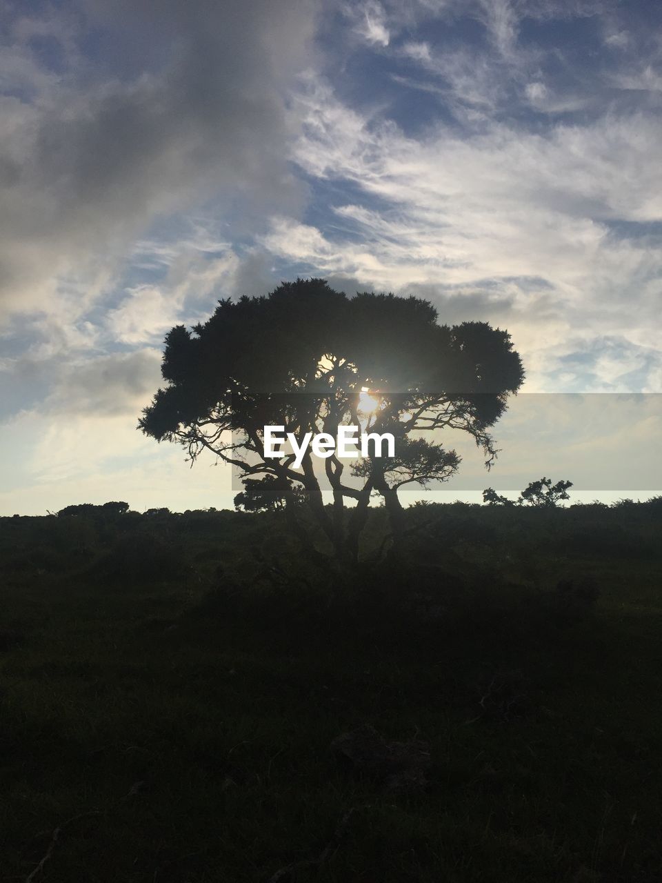 SILHOUETTE TREE ON FIELD AGAINST SKY