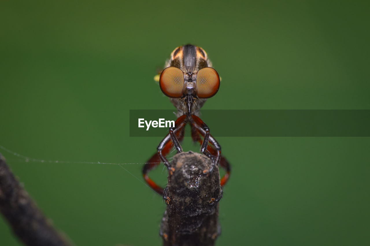 CLOSE-UP OF A BUTTERFLY