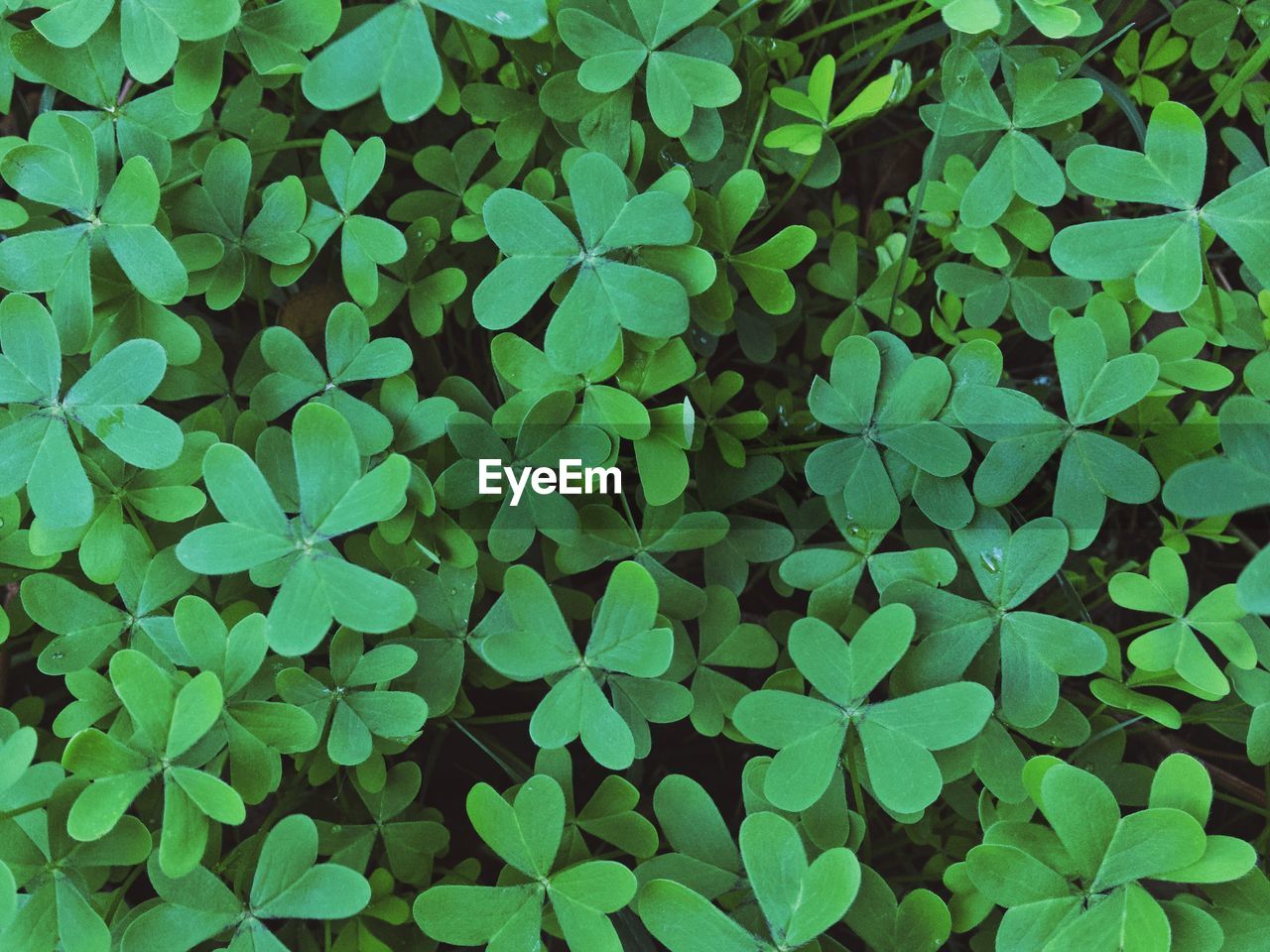 Full frame shot of leaves on field