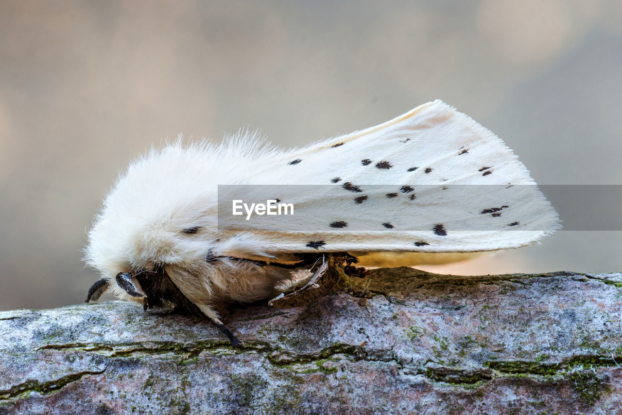 CLOSE-UP OF AN INSECT