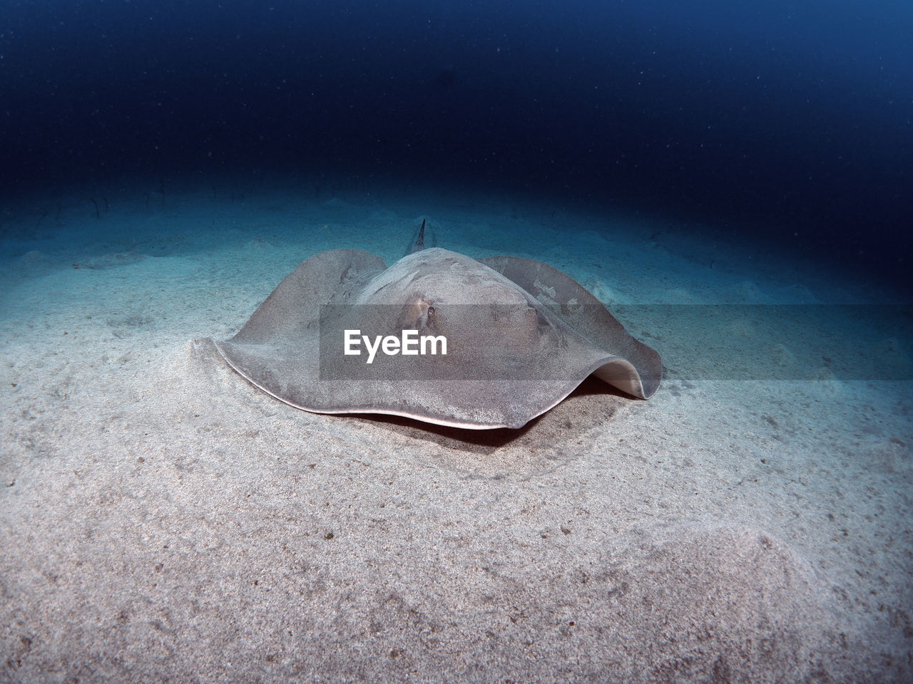 Round stingray swimming in sea digs at the ground