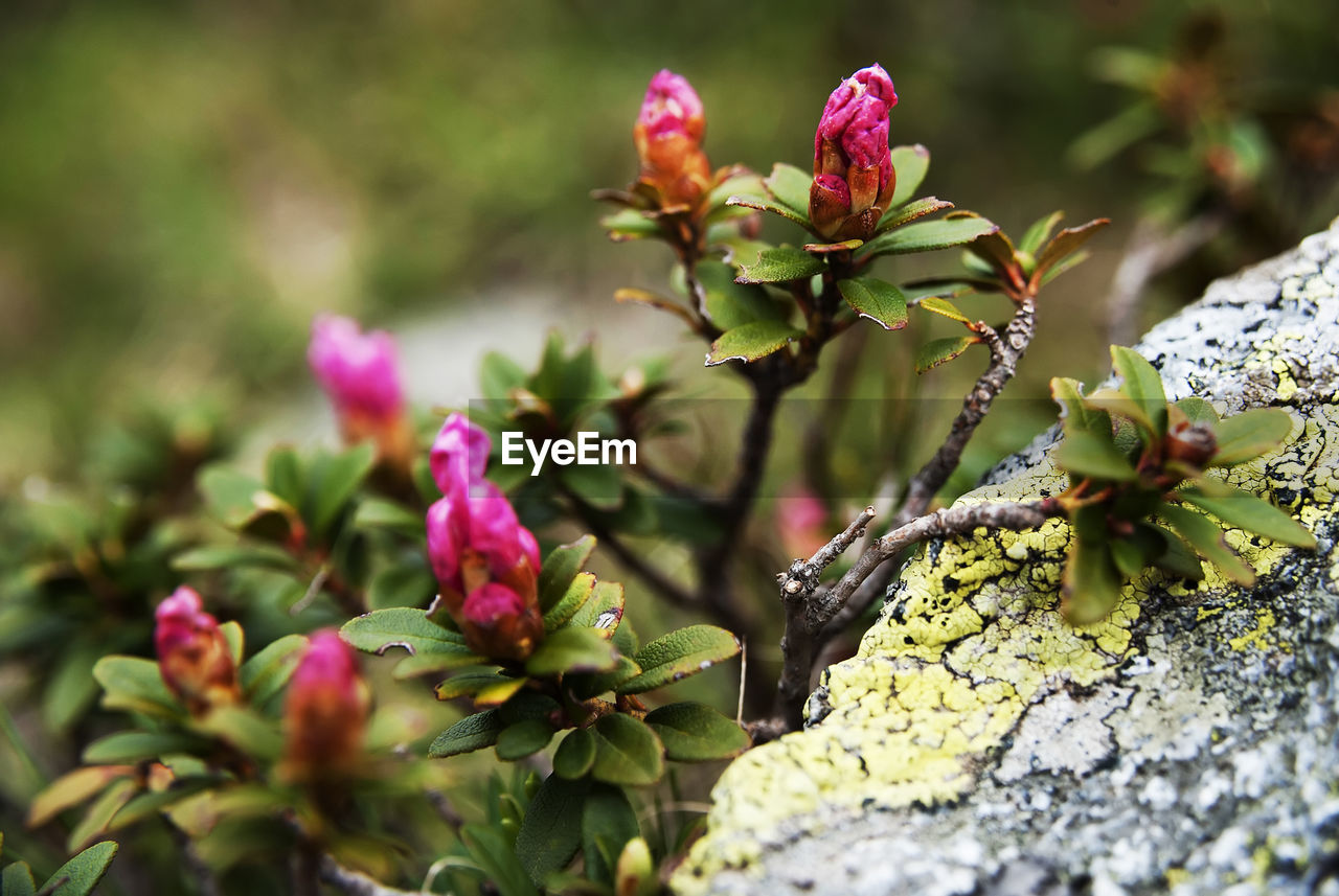 Close-up of pink flowers blooming on tree