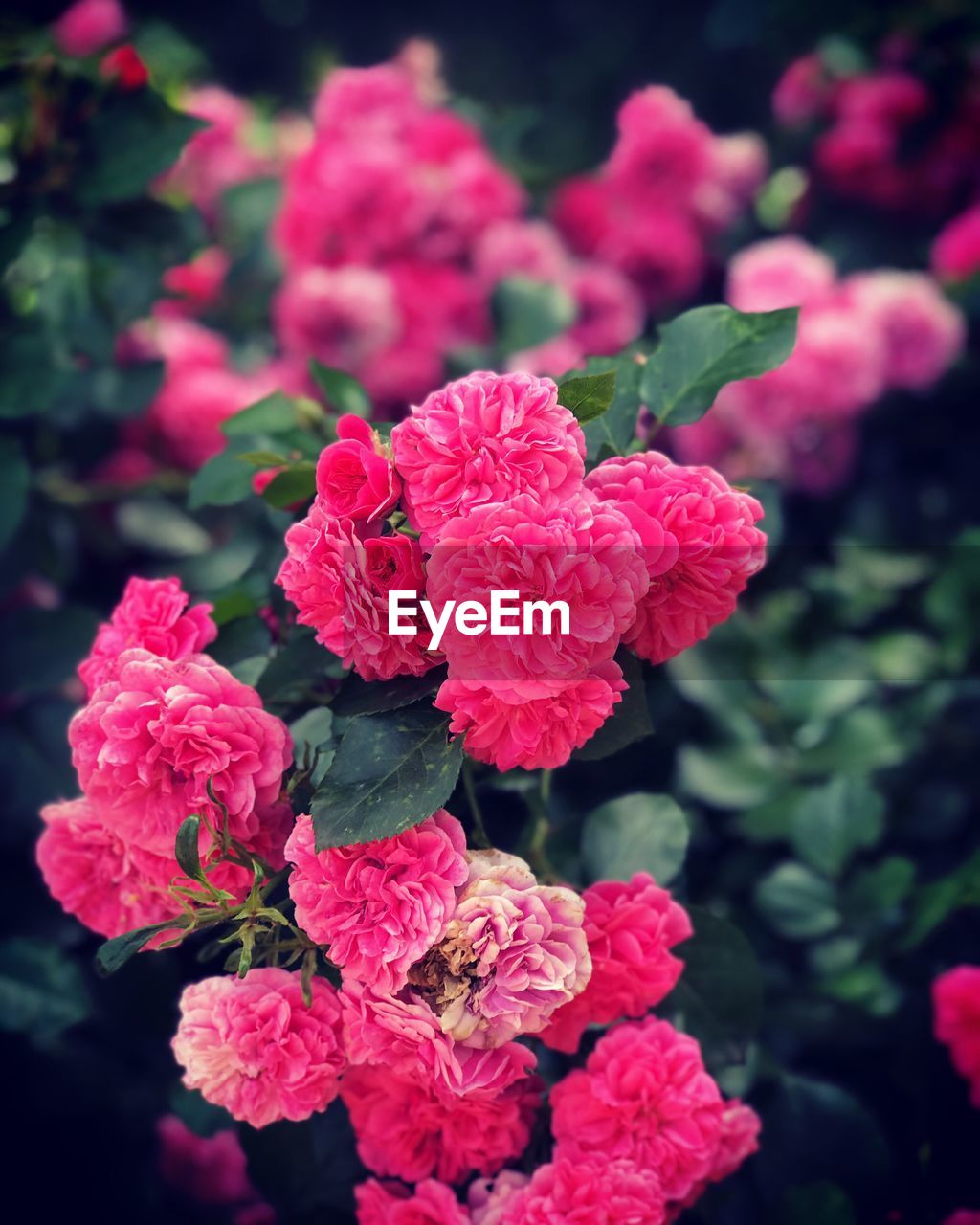 Close-up of pink flowering plants