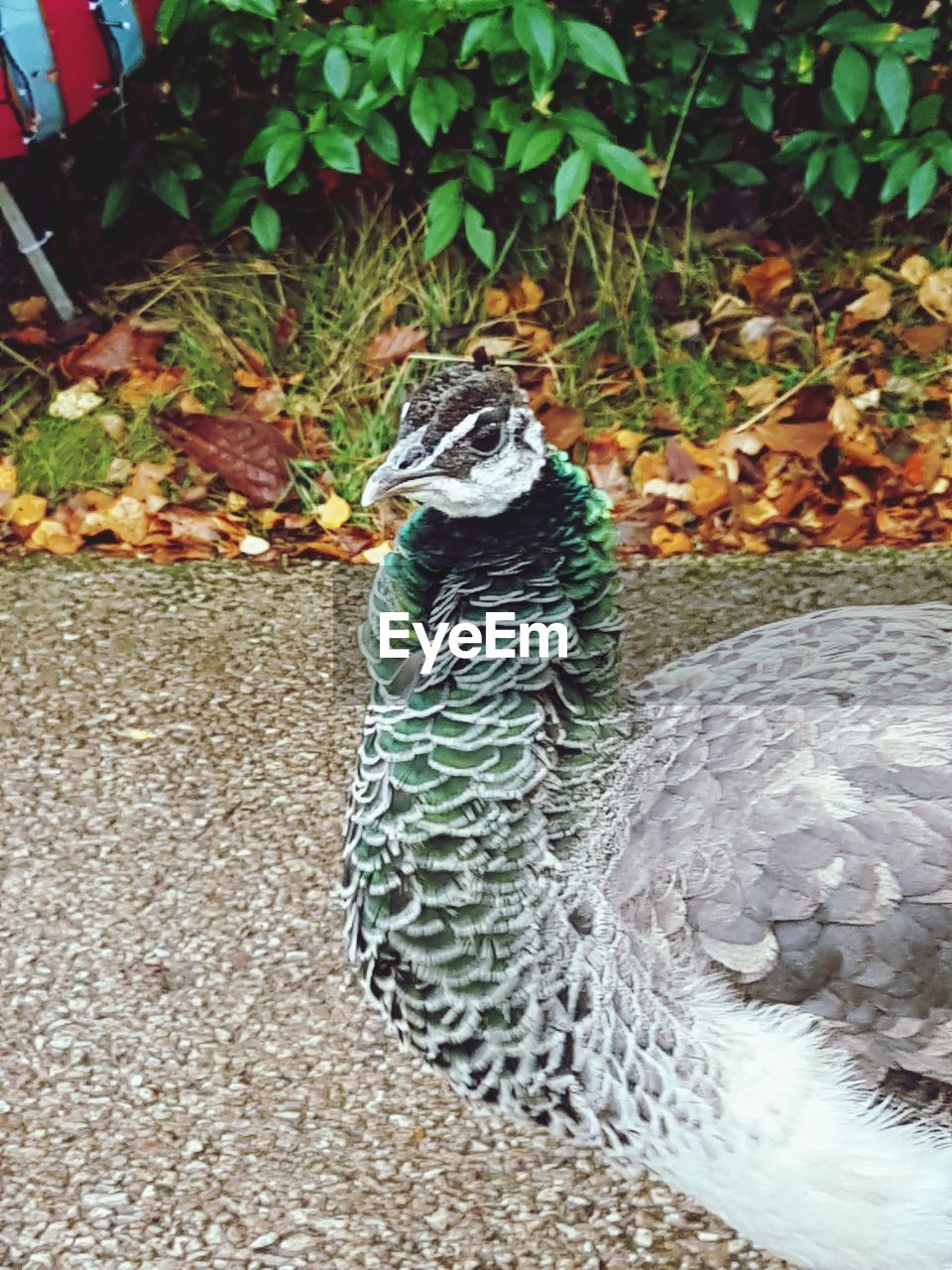 CLOSE-UP OF A PEACOCK ON FIELD