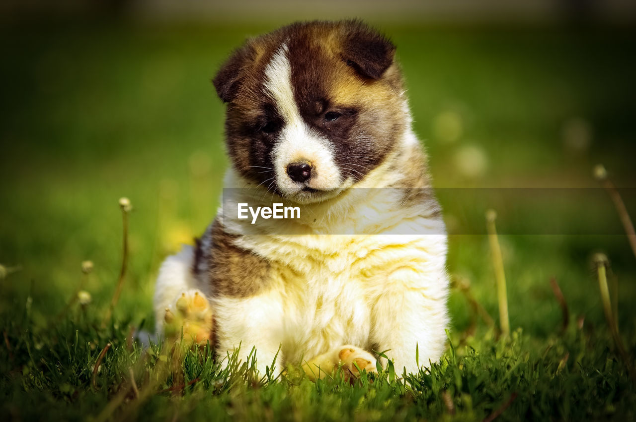 CLOSE-UP OF PUPPY SITTING AGAINST GRASS