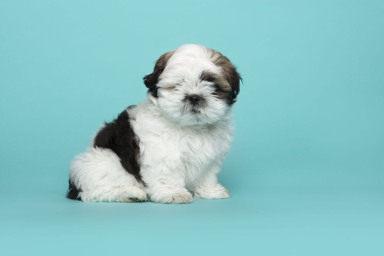 PORTRAIT OF A DOG OVER BLUE BACKGROUND