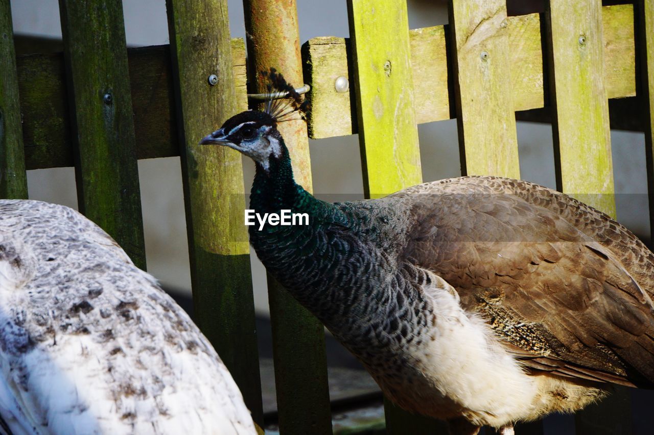 Side view of a peacock