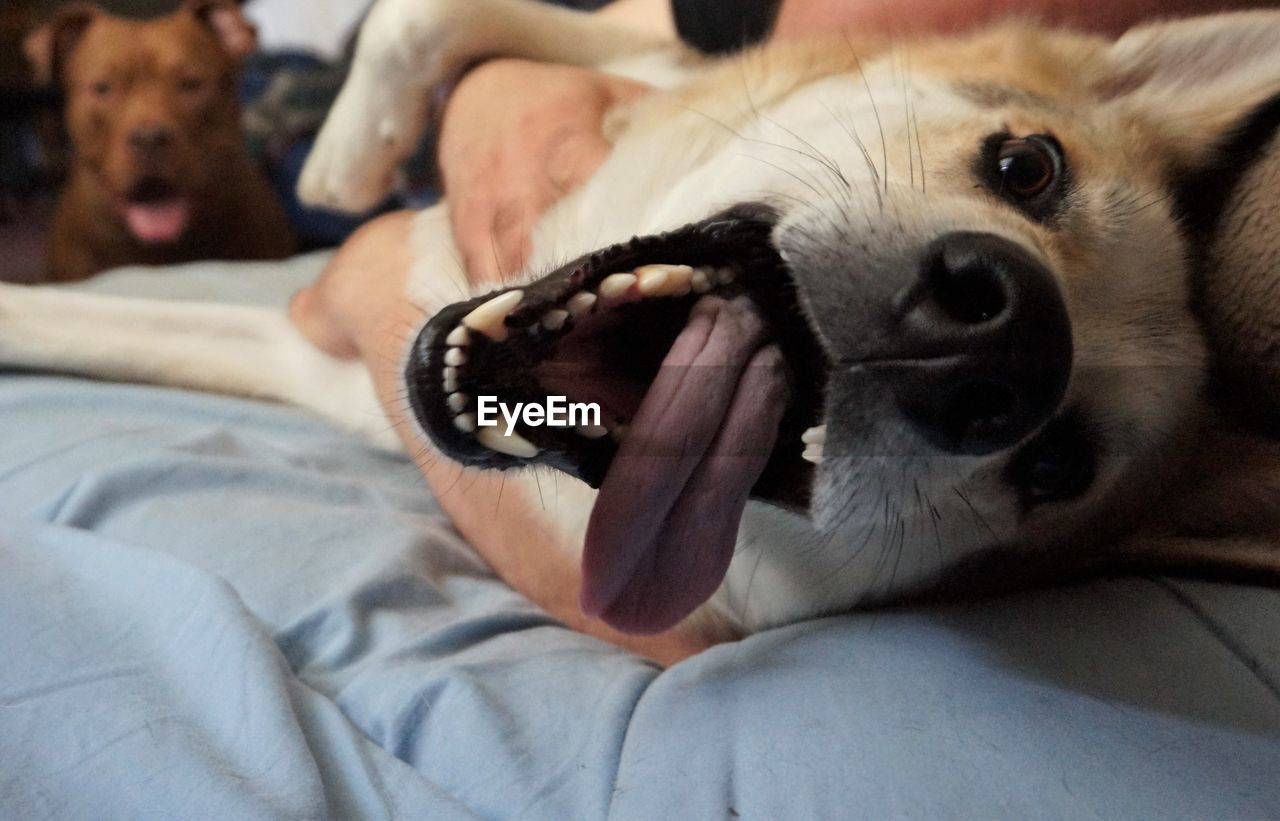 CLOSE-UP PORTRAIT OF DOG LYING ON BED AT HOME